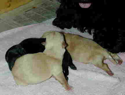3pups