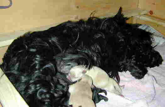 puppypile