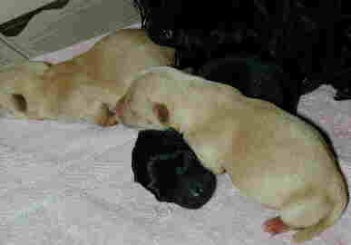 snuggles